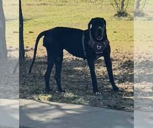 Great Dane-Unknown Mix Dogs for adoption in Rowlett, TX, USA