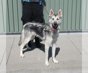 Siberian Husky Dogs for adoption in Louisville, KY, USA