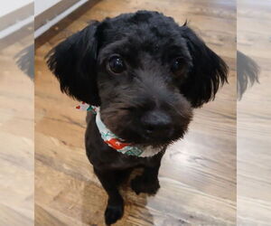 Maltipoo Dogs for adoption in Cary, NC, USA