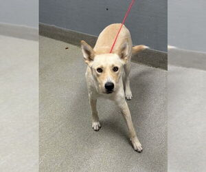 Shepradors Dogs for adoption in Las Vegas, NV, USA