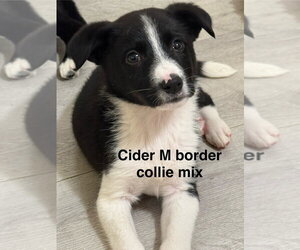 Border Collie-Unknown Mix Dogs for adoption in Studio City, CA, USA