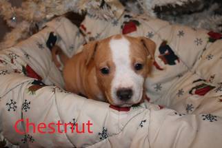 American Pit Bull Terrier Dogs for adoption in Centerburg, OH, USA