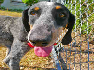 Bluetick Coonhound Dogs for adoption in Tavares, FL, USA