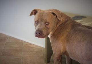 American Pit Bull Terrier Dogs for adoption in Marble, NC, USA