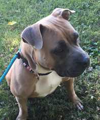 Mastiff Dogs for adoption in Mooresville, IN, USA