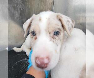 Mutt Dogs for adoption in San Antonio, TX, USA