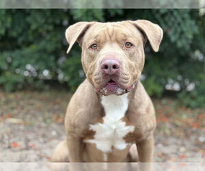 American Bulldog-Unknown Mix Dogs for adoption in Tavares, FL, USA