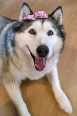 Alusky Dogs for adoption in Alamogordo, NM, USA