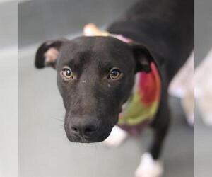 American Staffordshire Terrier-Unknown Mix Dogs for adoption in San Antonio, TX, USA