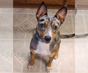 Catahoula Leopard Dog-Unknown Mix Dogs for adoption in Greenville, SC, USA