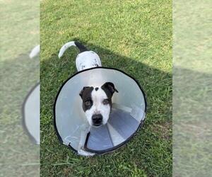 American Pit Bull Terrier-Unknown Mix Dogs for adoption in Plano, TX, USA