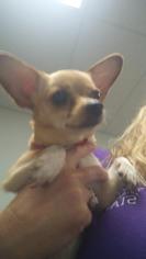 Chihuahua Dogs for adoption in Ottawa, KS, USA