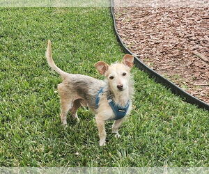 Chihuahua-Unknown Mix Dogs for adoption in Princeton, MN, USA