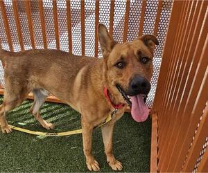 Rhodesian Ridgeback-Unknown Mix Dogs for adoption in Las Vegas, NV, USA
