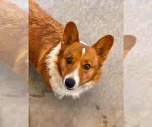 Mutt Dogs for adoption in Bolivar, MO, USA