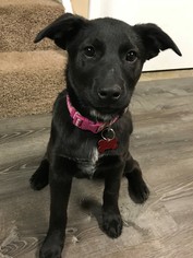 Borador Dogs for adoption in Shakopee, MN, USA