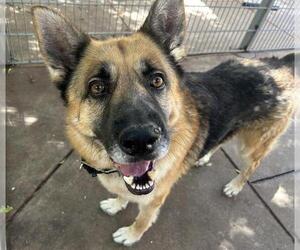 German Shepherd Dog Dogs for adoption in Martinez, CA, USA