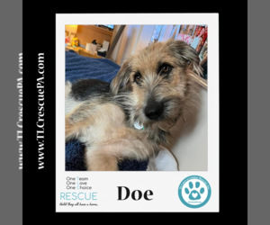 Shepadoodle Dogs for adoption in Kimberton, PA, USA