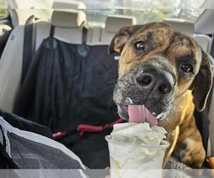 Labrador Retriever-Unknown Mix Dogs for adoption in Orlando, FL, USA