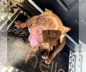 Bull Terrier-Unknown Mix Dogs for adoption in Chico, CA, USA