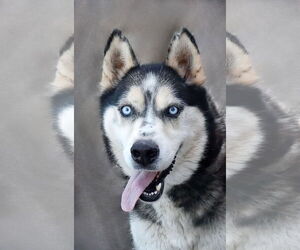 - Mix Dogs for adoption in Pasadena, CA, USA