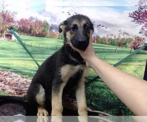 German Shepherd Dog Dogs for adoption in Moreno Valley, CA, USA