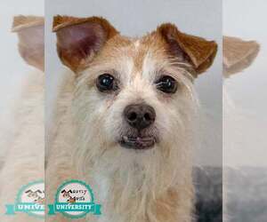 Mutt Dogs for adoption in Kennesaw, GA, USA