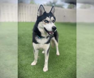 Siberian Husky Dogs for adoption in Naples, FL, USA