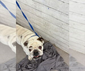 Bulldog Dogs for adoption in San Bernardino, CA, USA