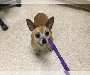 Chihuahua Dogs for adoption in Riverside, CA, USA