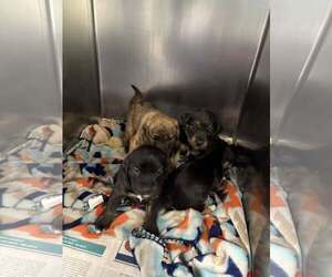 Mutt Dogs for adoption in Minneapolis, MN, USA