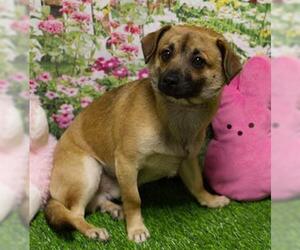 Chihuahua-Unknown Mix Dogs for adoption in Placerville, CA, USA