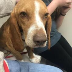 Basset Hound Dogs for adoption in Opelika, AL, USA