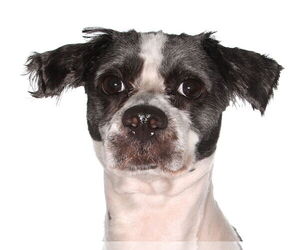 Shih Tzu Dogs for adoption in Oakland Park, FL, USA