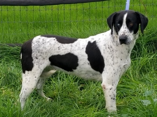 Pointer Dogs for adoption in Vacaville, CA, USA