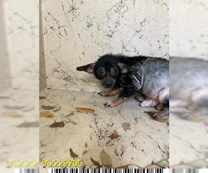 Chihuahua Dogs for adoption in West Palm Beach, FL, USA