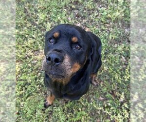 Rottweiler Dogs for adoption in McDonough, GA, USA