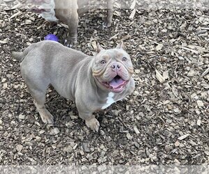 French Bulldog Dogs for adoption in Shillington, PA, USA