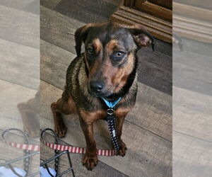 Mutt Dogs for adoption in Springdale, PA, USA