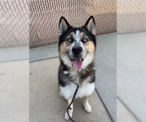 Alaskan Malamute-Unknown Mix Dogs for adoption in Palmetto, FL, USA
