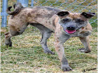 Catahoula Leopard Dog Dogs for adoption in Ogden, UT, USA