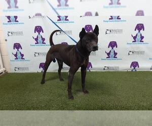 Chow Chow-Shiba Inu Mix Dogs for adoption in Orlando, FL, USA