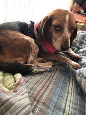 Medium Photo #1 Beagle Puppy For Sale in Rustburg, VA, USA