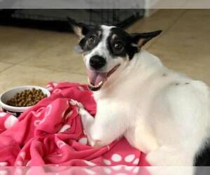 Jack Russell Terrier-Unknown Mix Dogs for adoption in Whitestone, NY, USA