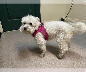 Poodle (Miniature)-Unknown Mix Dogs for adoption in Pasadena, CA, USA