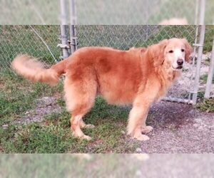 Golden Retriever Dogs for adoption in Minneola, FL, USA