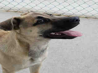 German Shepherd Dog-Unknown Mix Dogs for adoption in South Lake Tahoe, CA, USA