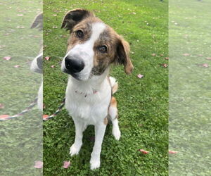 Australian Shepherd-Brittany Mix Dogs for adoption in Rockaway, NJ, USA