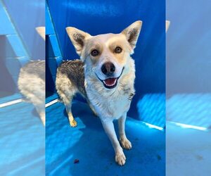 German Shepherd Dog-Unknown Mix Dogs for adoption in Calgary, Alberta, Canada