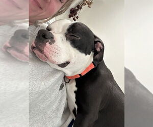 American Bulldog-Unknown Mix Dogs for adoption in Louisville, KY, USA